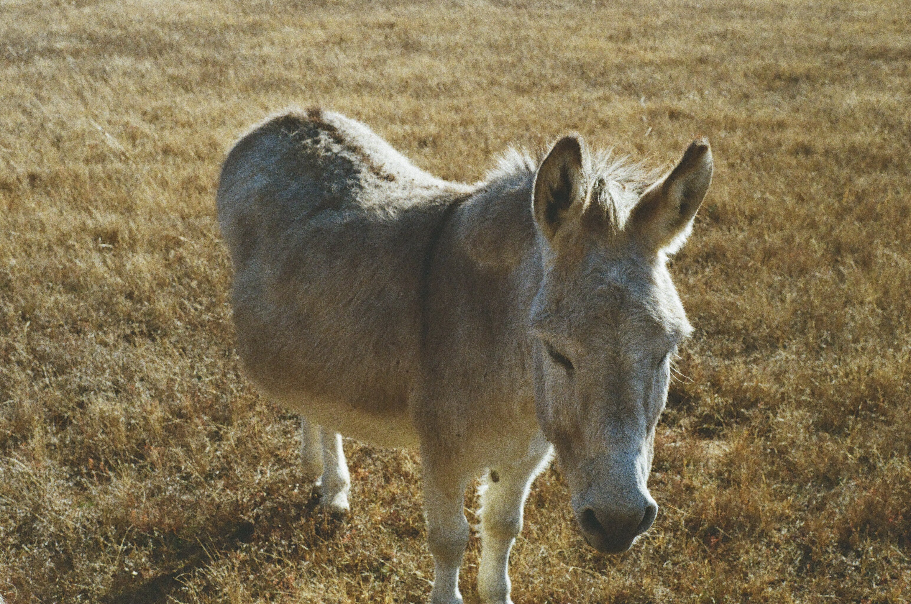 Donkey